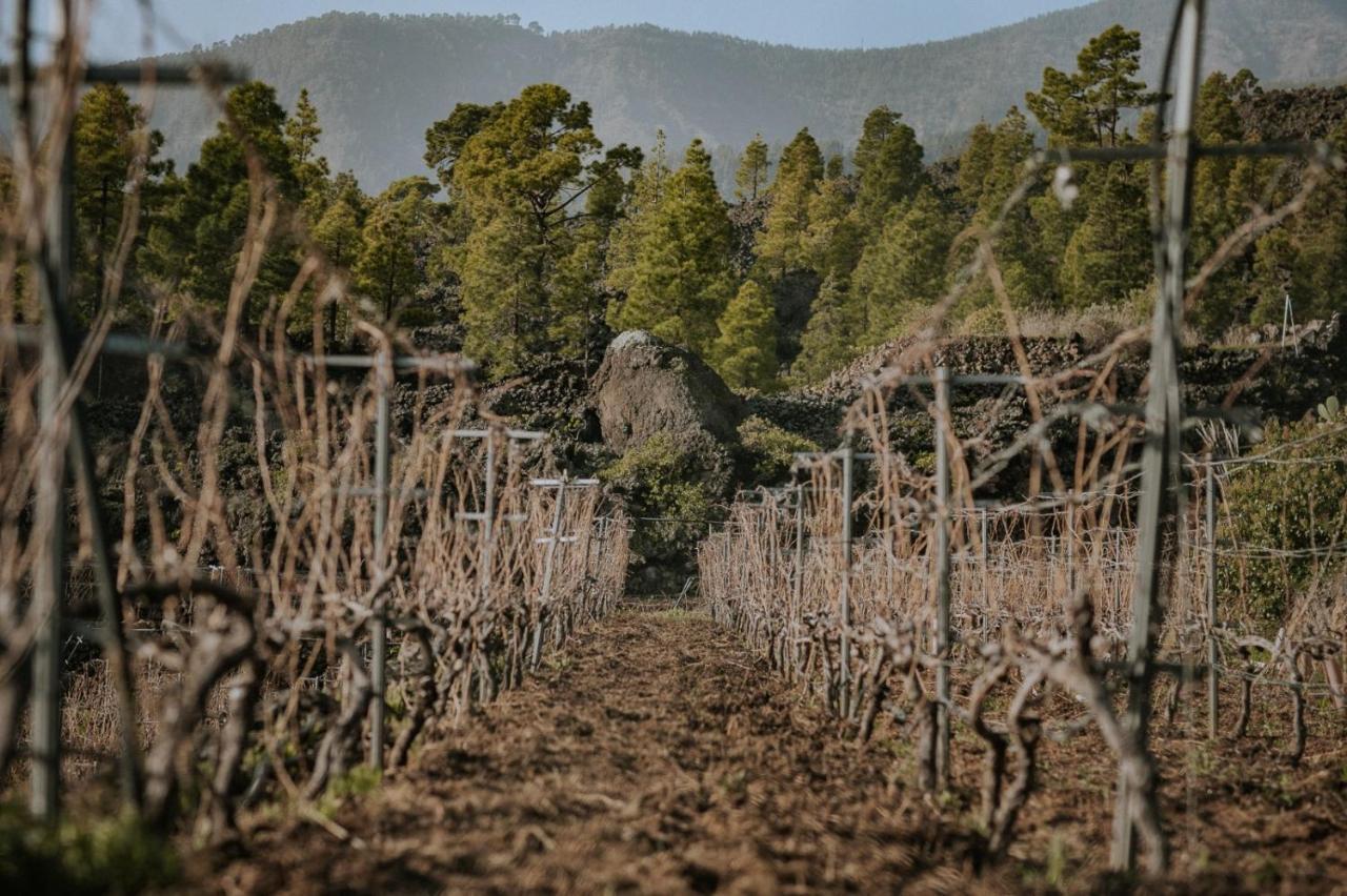 Finca Ecologica Ferrera. Alojamiento Rural. Arafo Εξωτερικό φωτογραφία